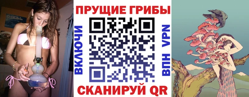 закладка Великий Устюг Псилоцибиновые грибы мицелий